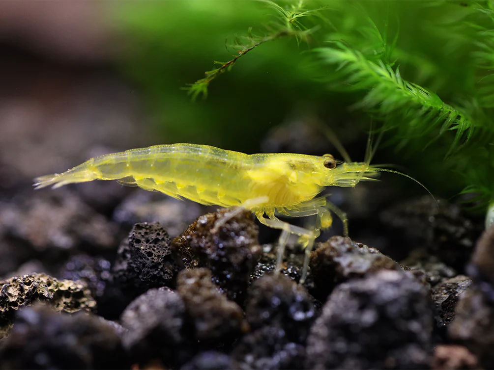 Lemon Yellow Amano Shrimp (Caridina multidentata 