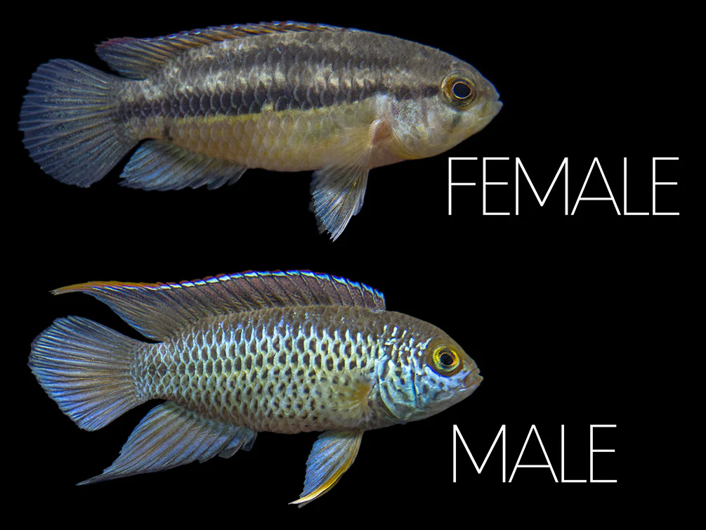 Golden Dwarf Cichlid (Nannacara anomala), - Tank Bred