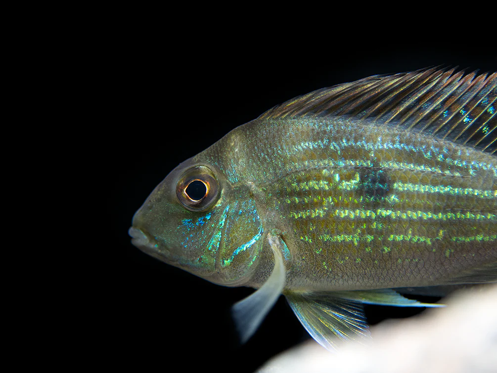 Sven's Eartheater Cichlid (Geophagus sveni), Tank-Bred!