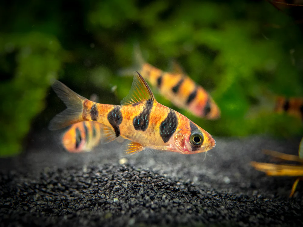 Snakeskin AKA Rhombo AKA Orange Buffalo Barb (Desmopuntius rhomboocellatus)
