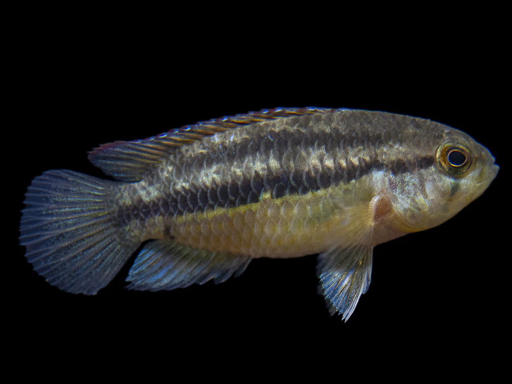 Golden Dwarf Cichlid (Nannacara anomala), - Tank Bred