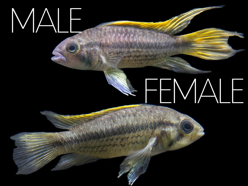 Yellow Flash Cockatoo Dwarf Cichlid (Apistogramma cacatuoides), Tank-Bred