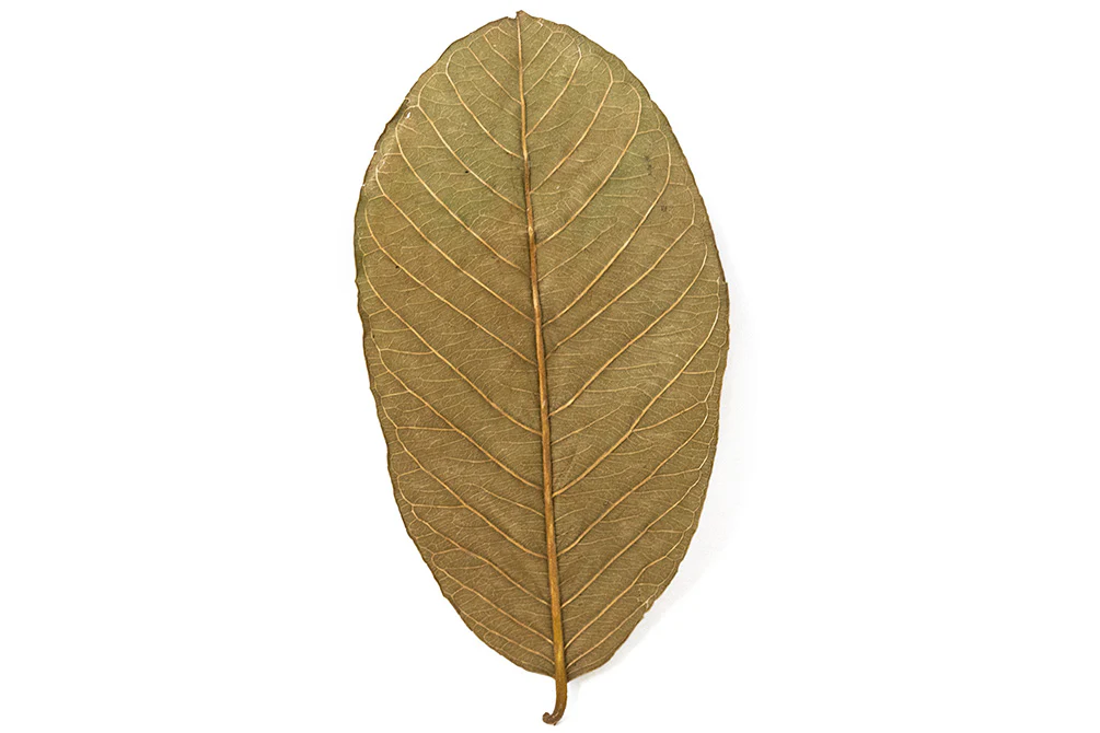 Aquatic Arts Guava Leaves