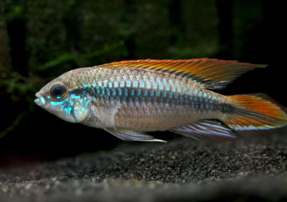 Double Red Agassizi's Dwarf Cichlid (Apistogramma cf. agassizii) - TANK-BRED!!!