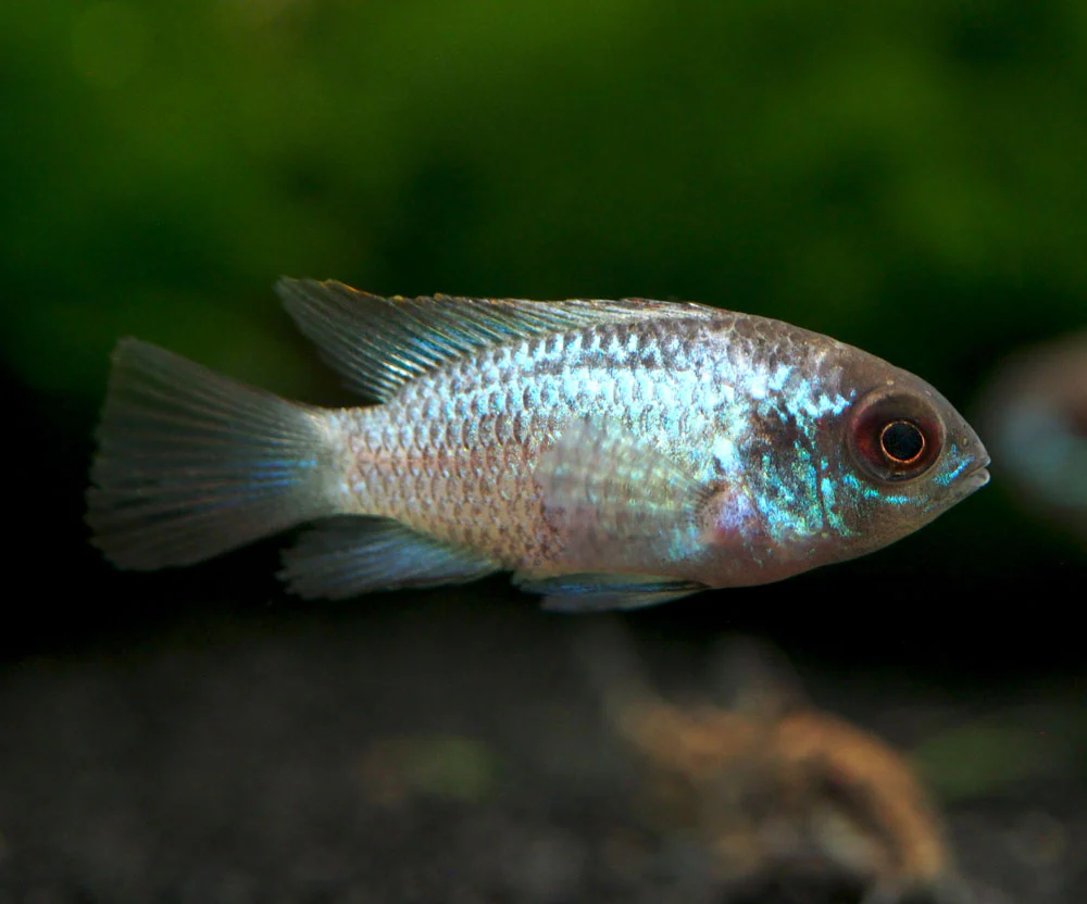 Electric Blue Acara Cichlid (Andinoacara pulcher hybrid), Tank-Bred!