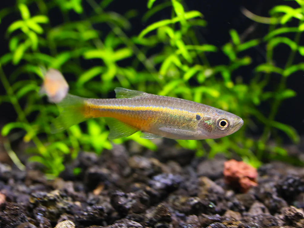 Fireline Danio (Devario sondhii)