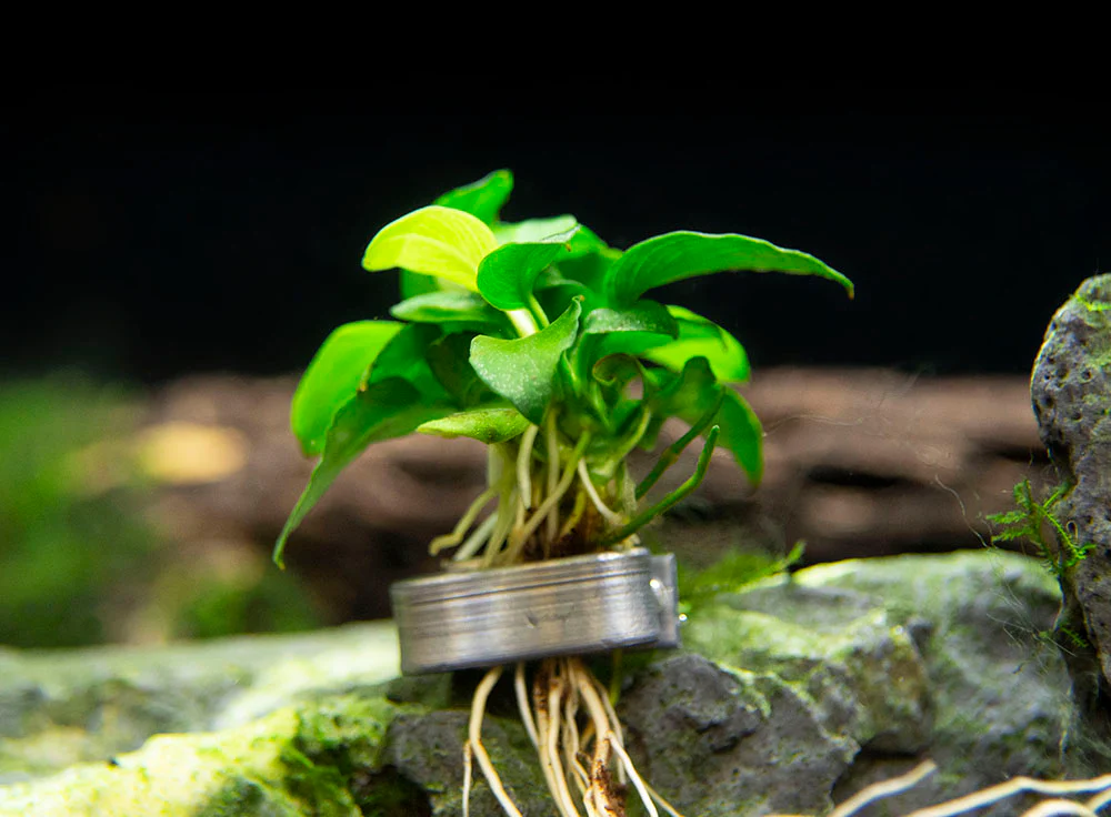 Petite Anubias Nana (Anubias barteri var. “Petite Nana”), Bare Root