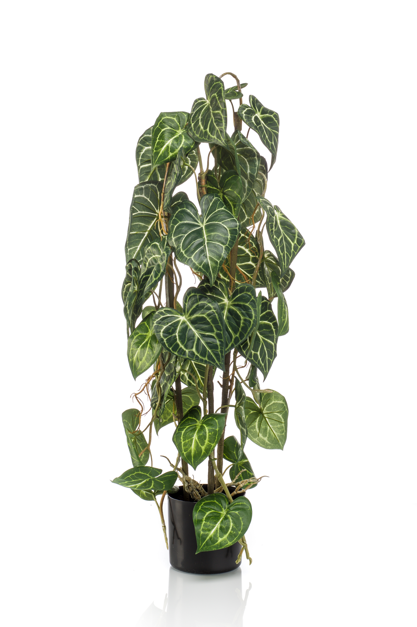 Anthurium 75 cm
