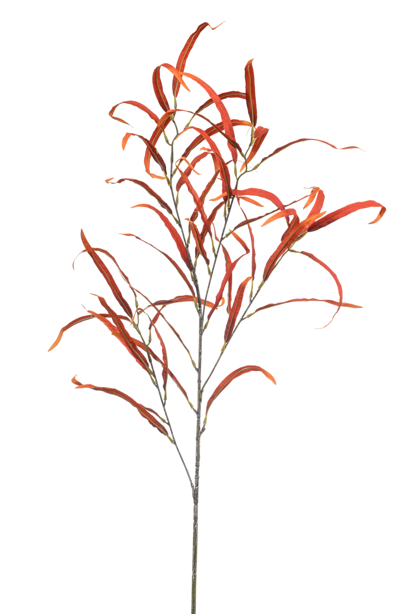 Eucalyptus spray orange