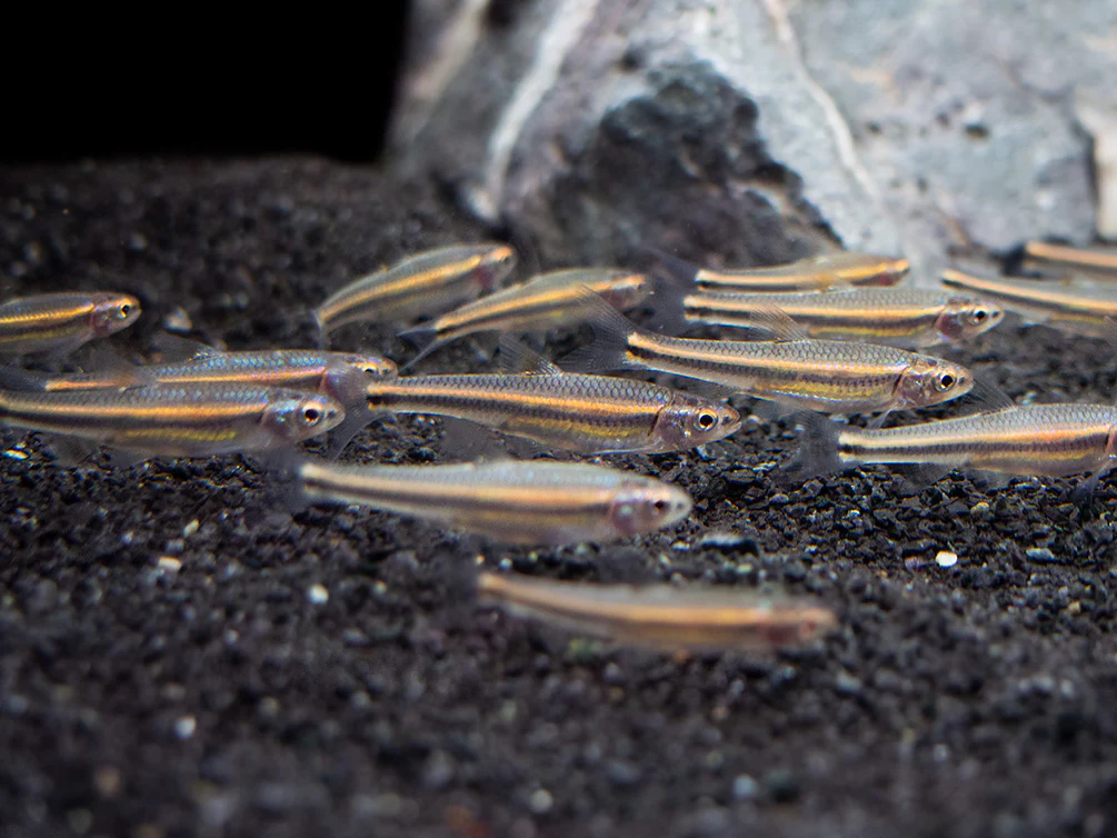 Rainbow Shiner (Notropsis chrosomus), Tank-Bred