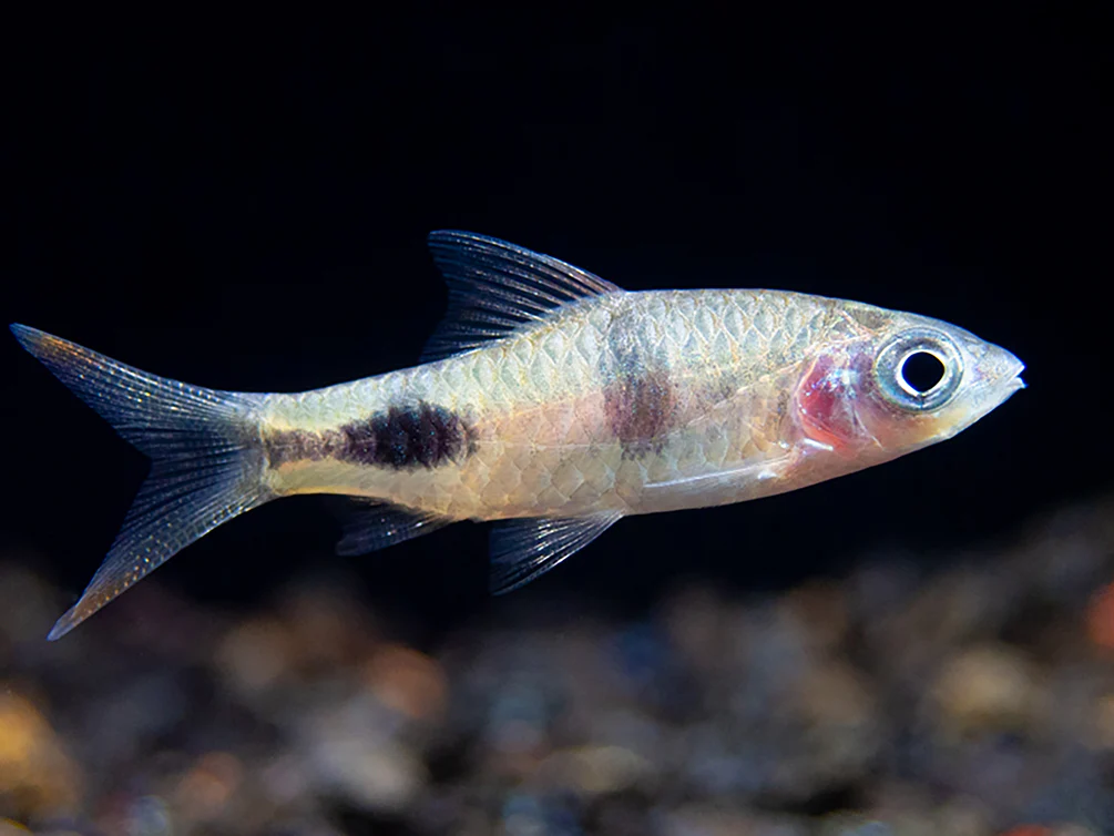 Rohani Barb (Dawkinsia Rohani), Tank-Bred