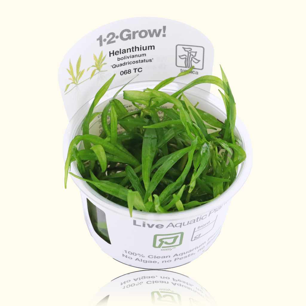 Helanthium Bolivianum 'Quadricostatus' Tissue Culture