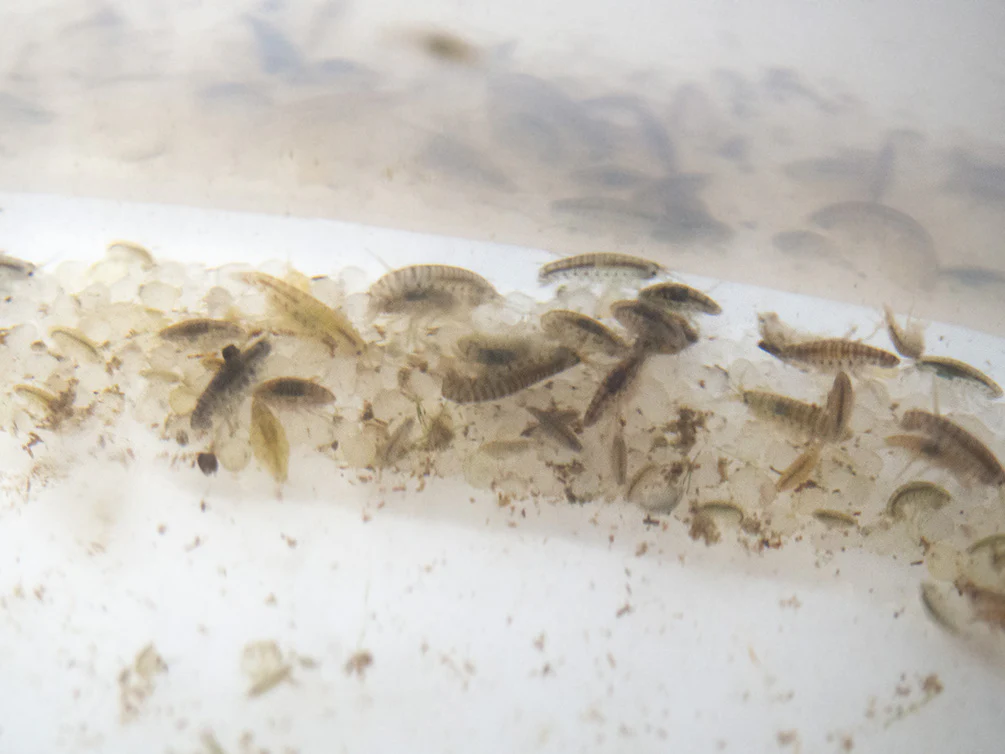 Live Daphnia and Scud Cultures Combo Pack - Aquatic Arts