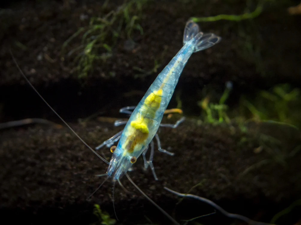 Sky Blue Velvet Shrimp (Neocaridina davidi), Tank-Bred!