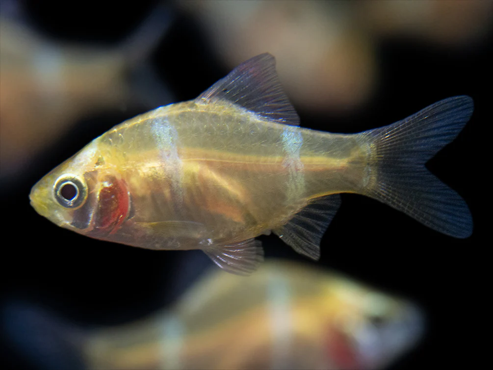 Albino Tiger Barb (Puntigrus tetrazona), Tank-Bred