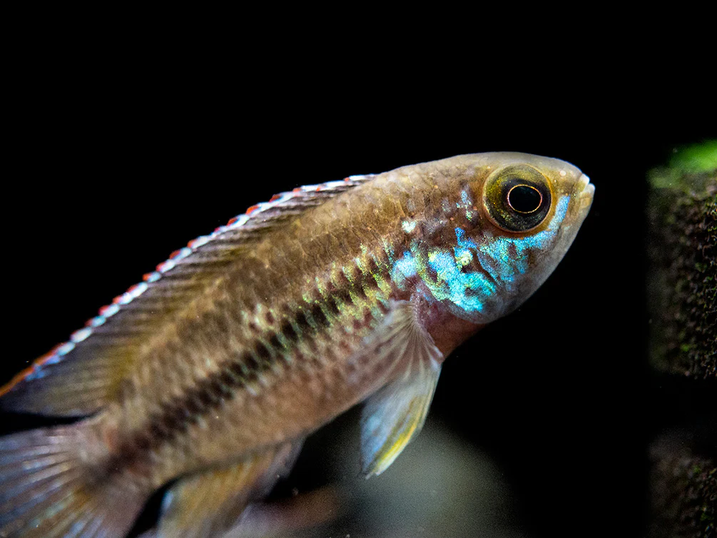 Golden Dwarf Cichlid (Nannacara anomala), - Tank Bred
