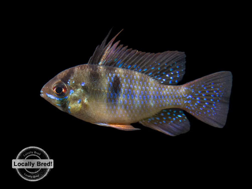 German Blue Ram Dwarf Cichlid (Mikrogeophagus ramirezi) - LOCALLY BRED!!!