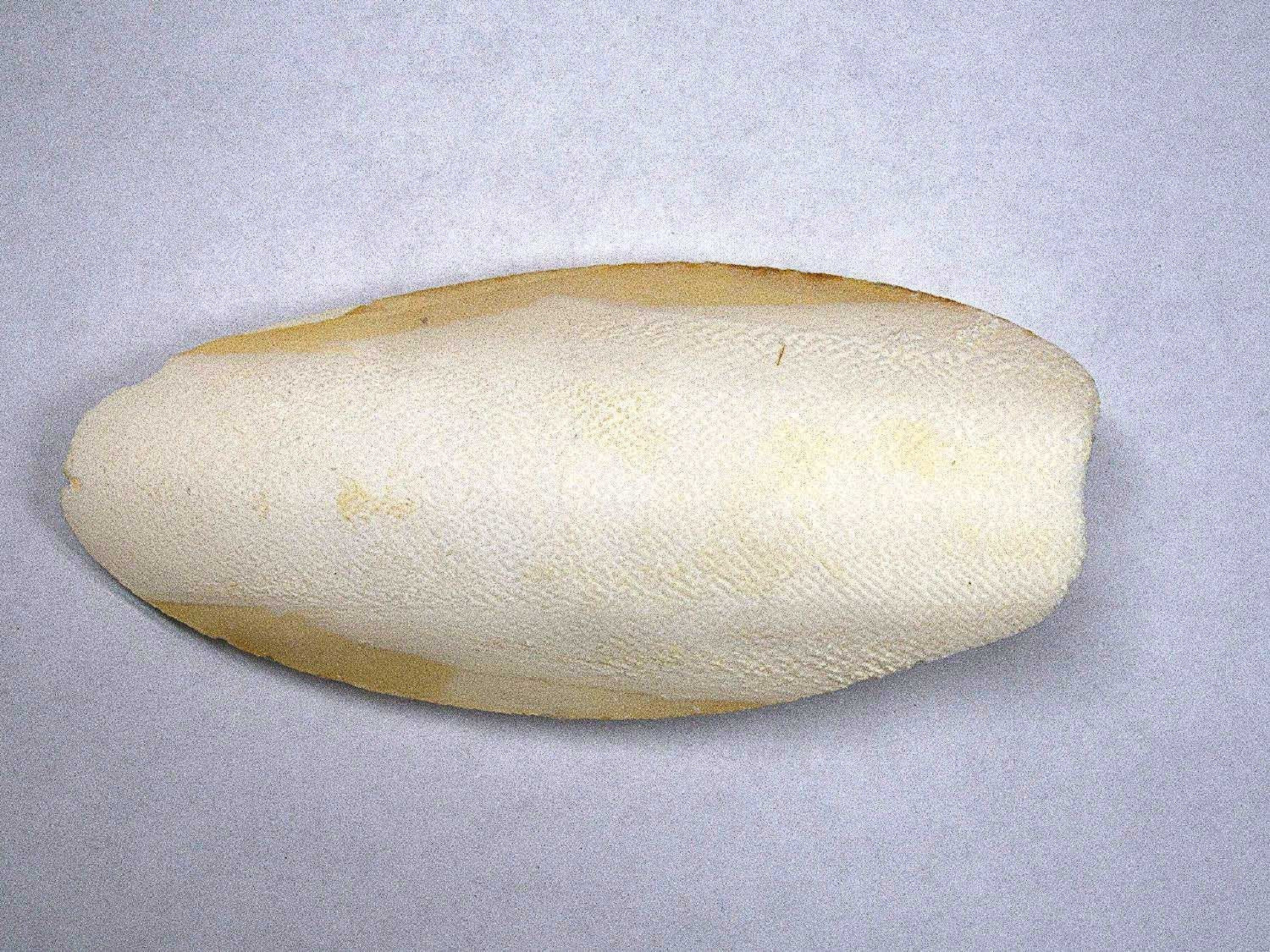 Cuttlebone (Natural Mineral Supplement)