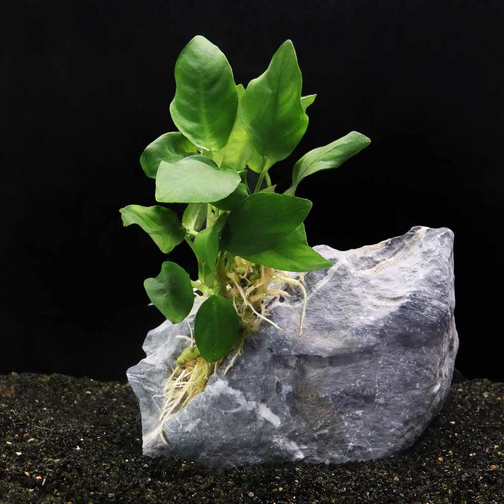 Anubias Nana