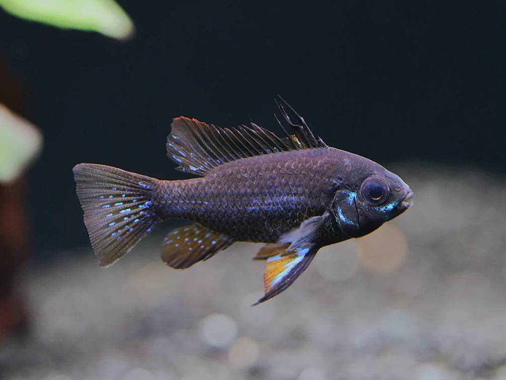 Jet Black Ram Cichlid (Mikrogeophagus ramirezi var. “Jet Black”) - Tank Bred