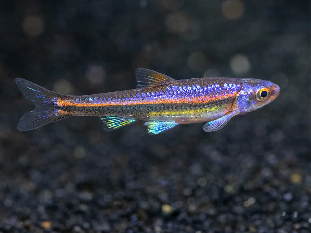 Rainbow Shiner (Notropsis chrosomus), Tank-Bred