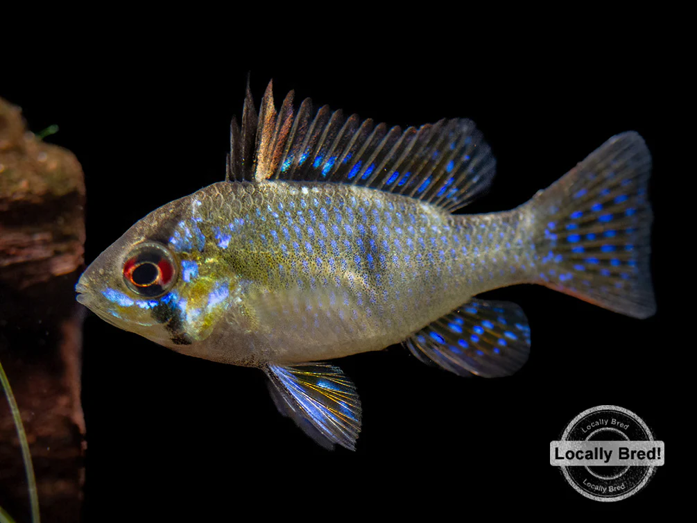 German Blue Ram Dwarf Cichlid (Mikrogeophagus ramirezi) - LOCALLY BRED!!!