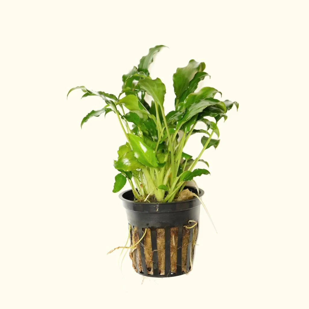 Schismatoglottis Prietoi