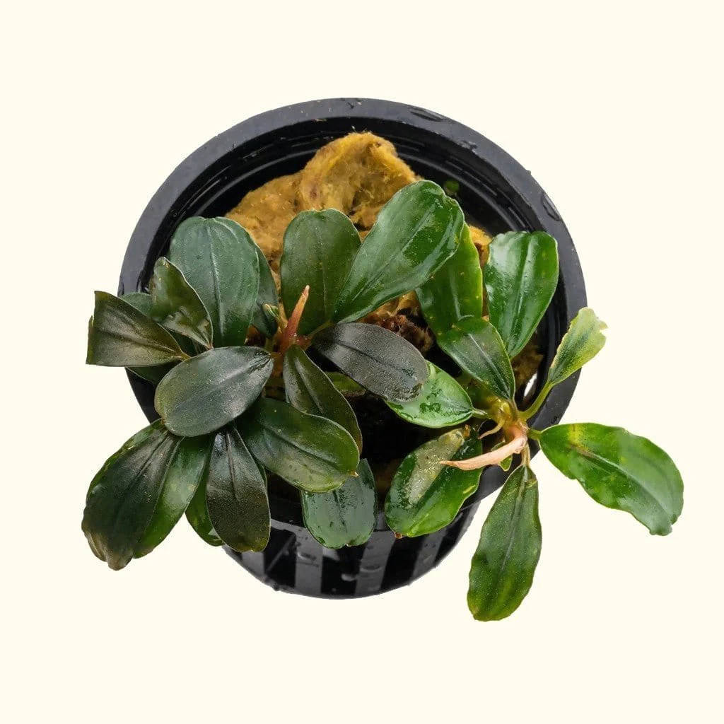 Bucephalandra Black Pearl