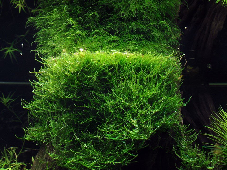 Taxiphyllum barbieri 'Bogor Moss' Tissue Culture
