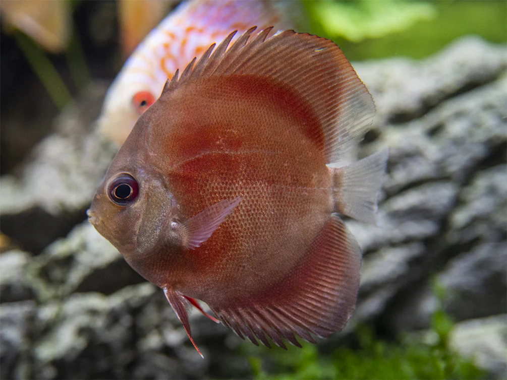 Dealer's Choice Discus (Symphysodon aequifasciatus), Tank-Bred