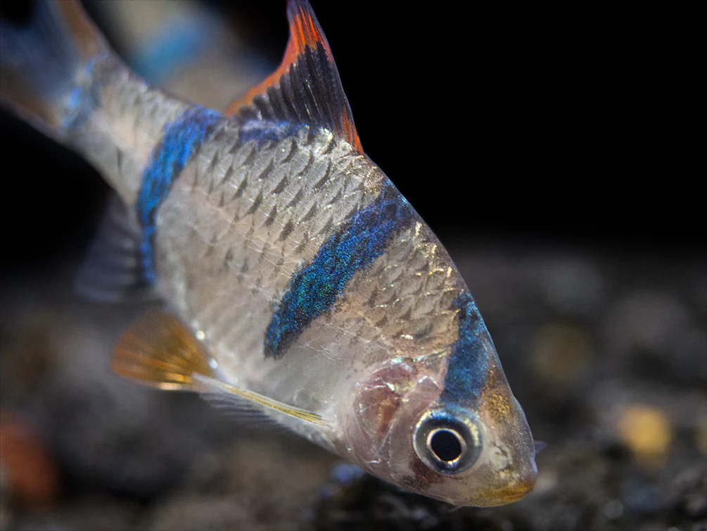 Tiger Barb (Puntigrus tetrazona), Tank-Bred
