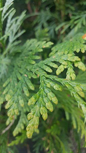 Green Promise Farms ENTHGG03 Live Plant Thuja-X Green Giant Evergreen (Western Arborvitae), 3 Gallon