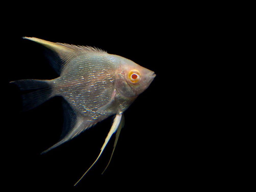 Albino Angelfish (Pterophyllum scalare), Tank Bred