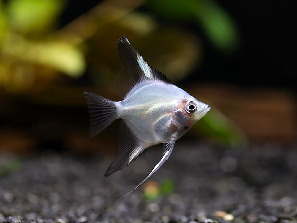 Blushing Blue Ghost Angelfish (Pterophyllum scalare) – Tank Bred