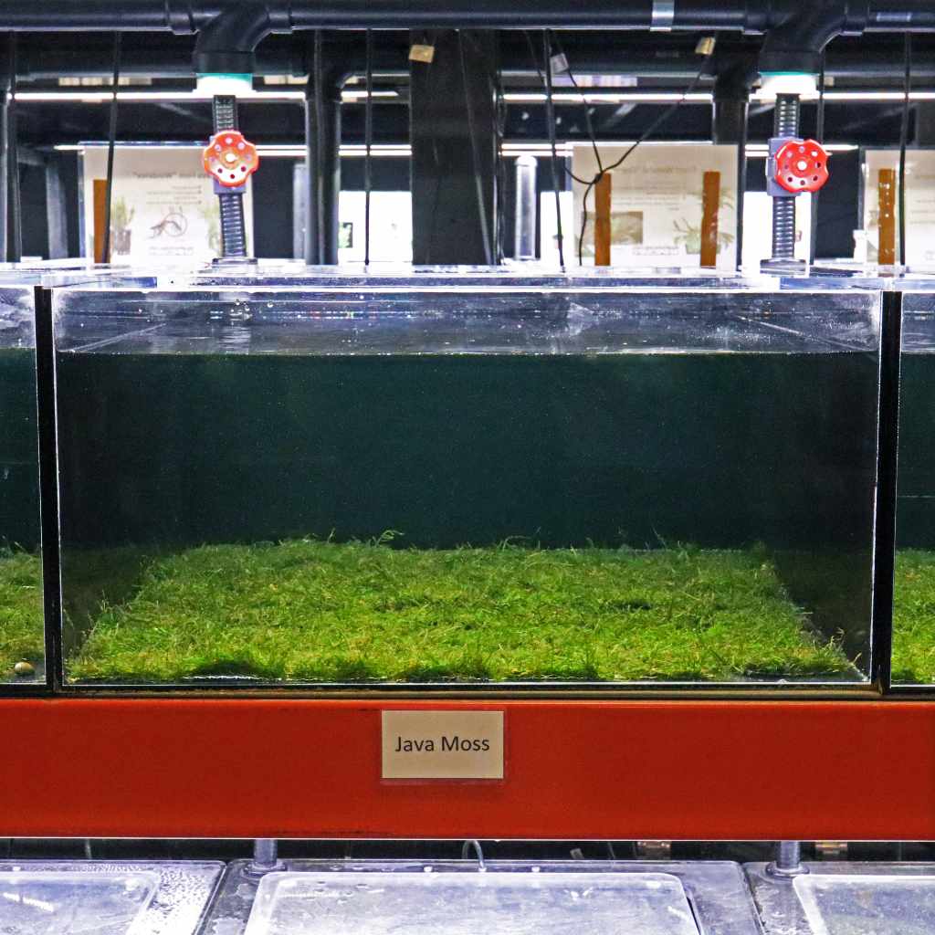 Java Moss Mat
