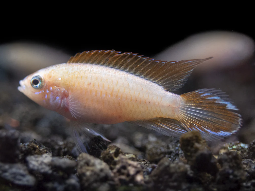 Gold Fire Red Agassizi's Dwarf Cichlid (Apistogramma cf. agassizii), Tank-Bred