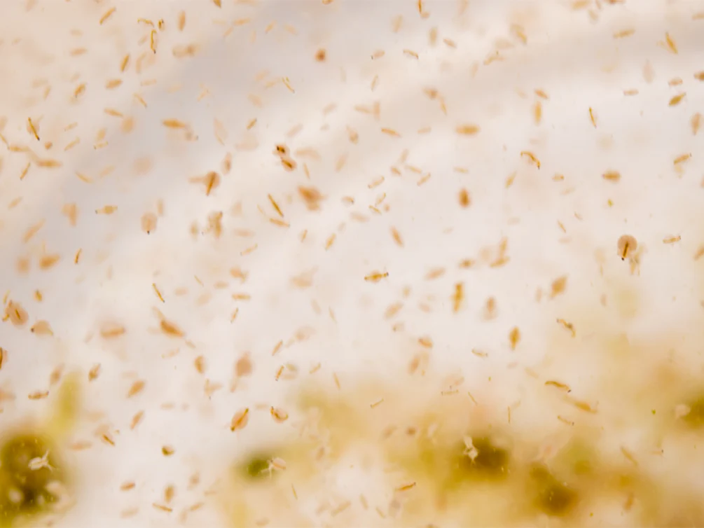 Live Moina Macrocopa (Water Flea) Culture - Aquatic Arts