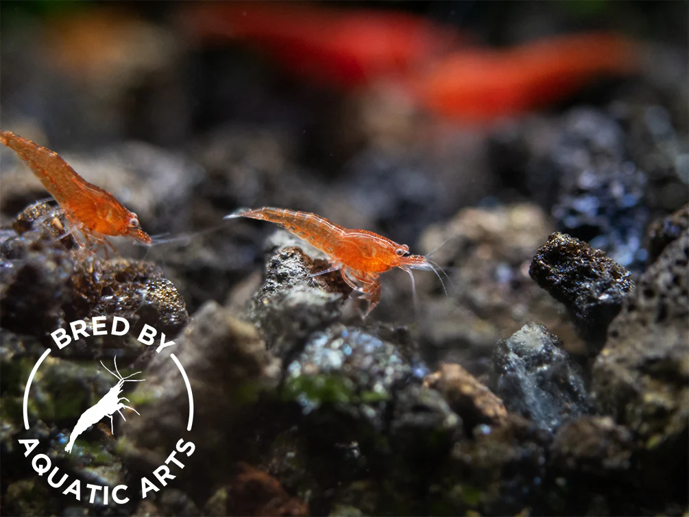 Bloody Mary Shrimp (Neocaridina davidi), BREDBY: Aquatic Arts