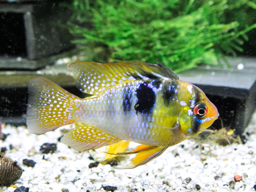 German Blue Ram Dwarf Cichlid (Mikrogeophagus ramirezi) - Tank-Bred!