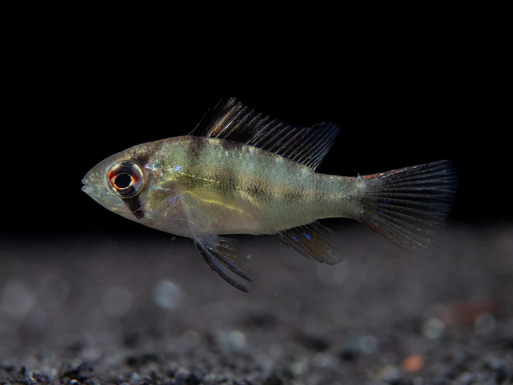 German Blue Ram Dwarf Cichlid (Mikrogeophagus ramirezi) - Tank-Bred!