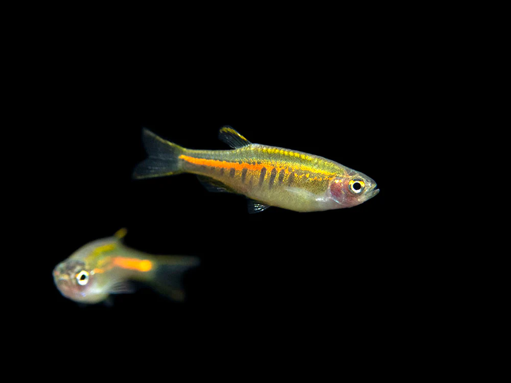 Glowlight Danio (Celestichthys choprae), Tank-Bred!