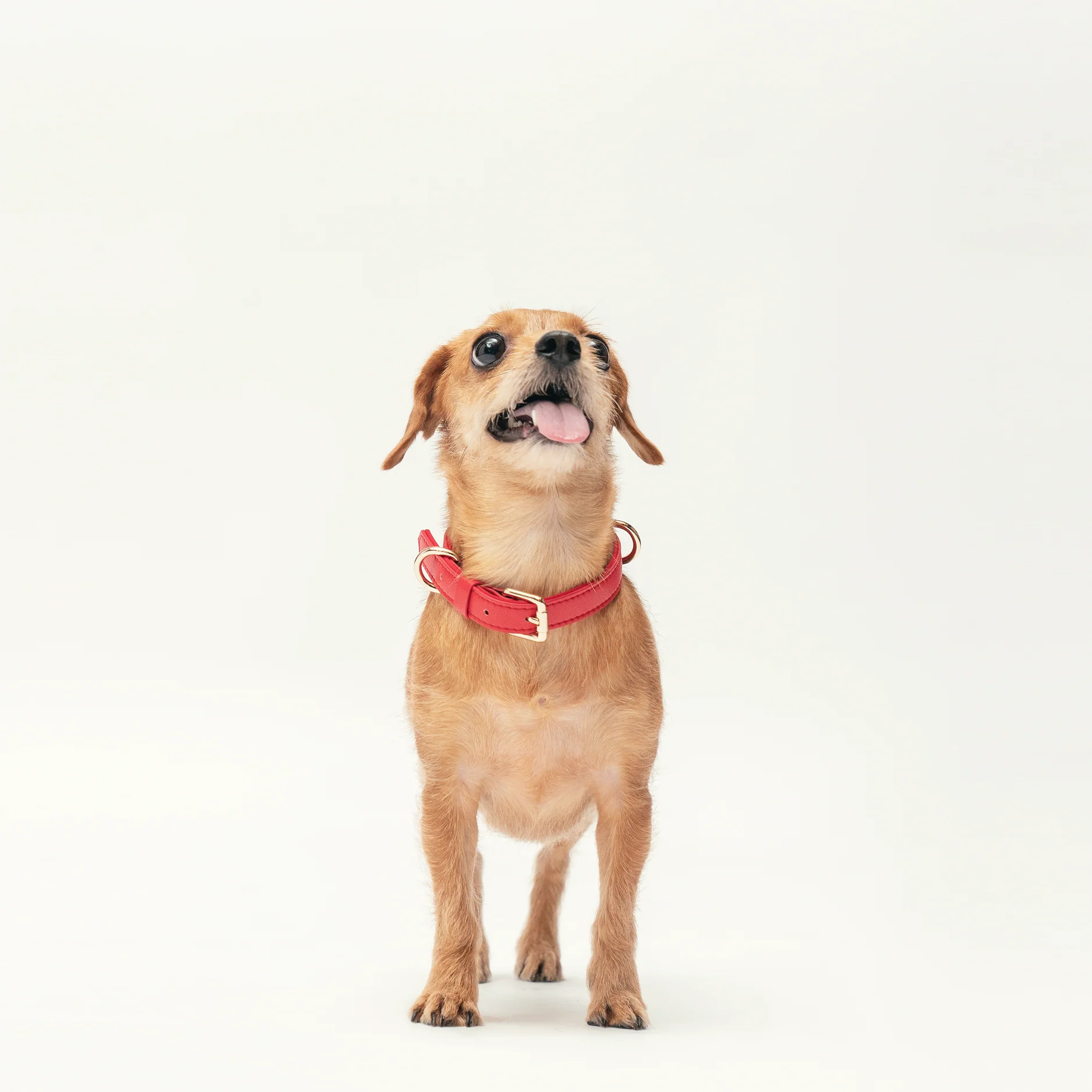 Collar - Flame Red