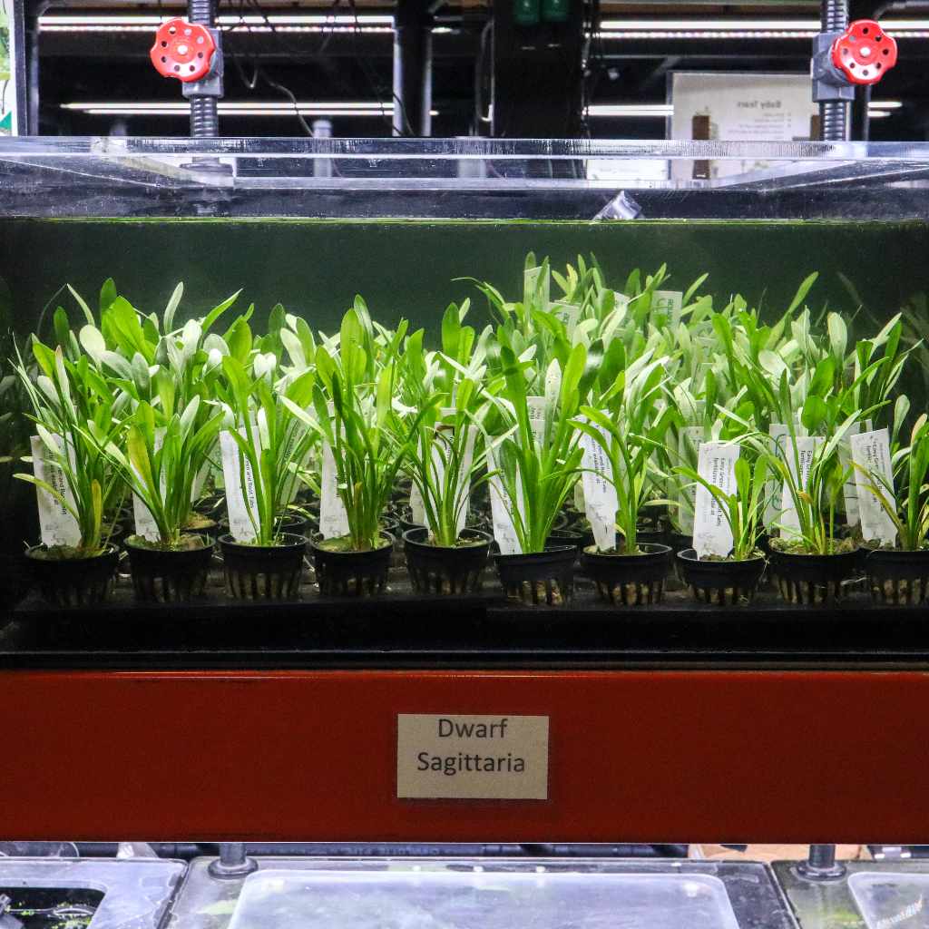 Dwarf Sagittaria