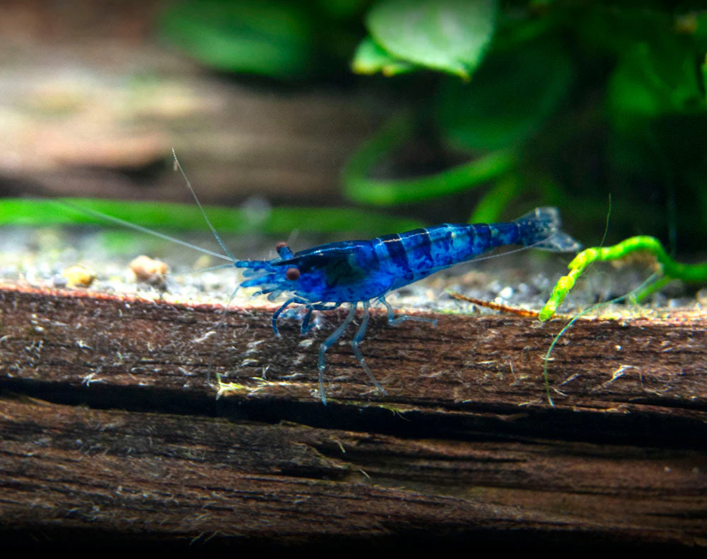 Dream Blue Velvet Shrimp Breeder Combo Box