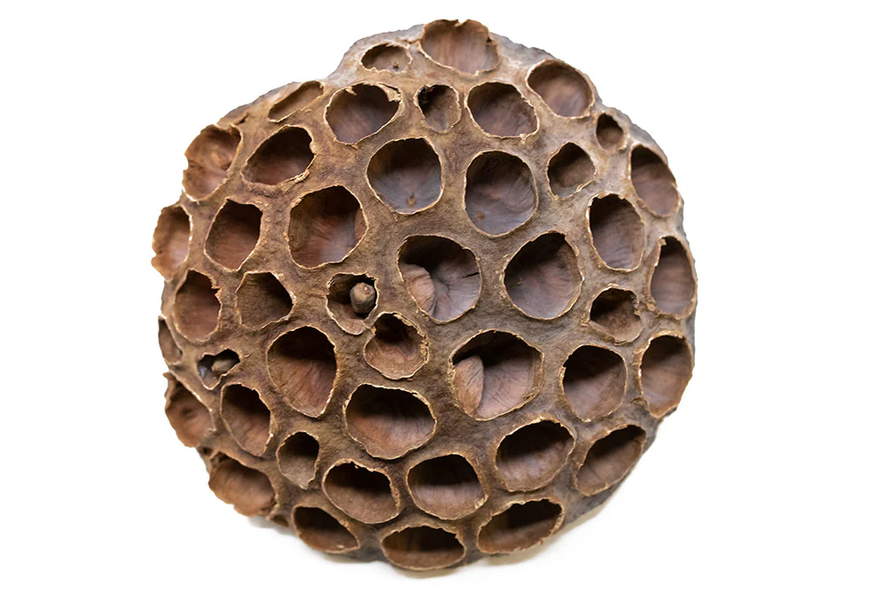 Aquatic Arts Lotus Pods
