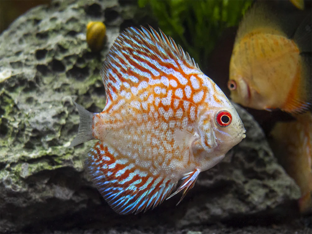 Dealer's Choice Discus (Symphysodon aequifasciatus), Tank-Bred