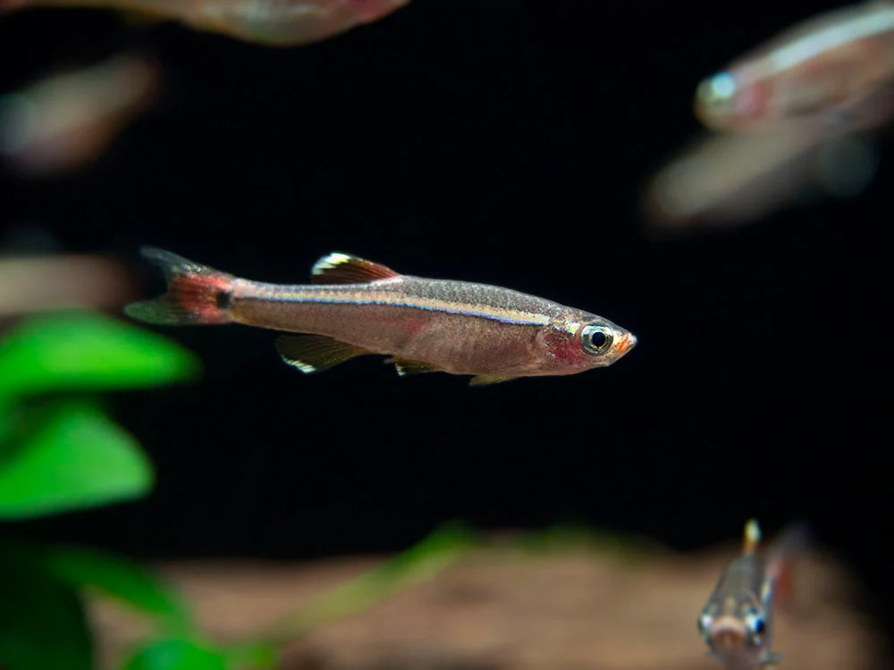 White Cloud Mountain Minnow (Tanichthys albonubes), Tank-Bred