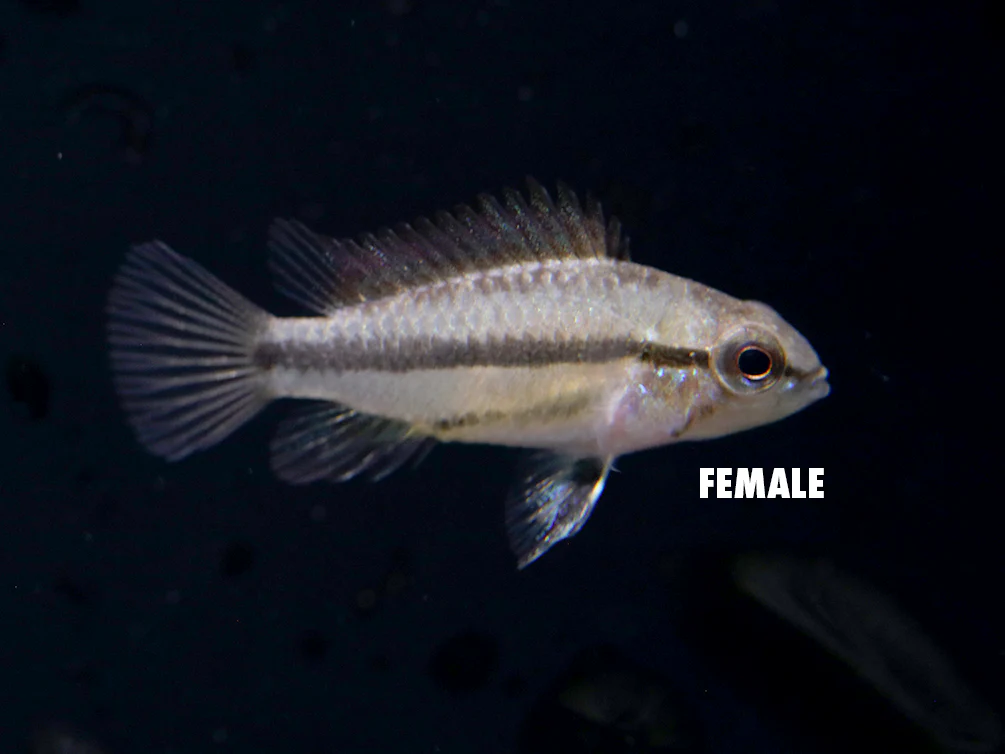 Redfin Three-Striped Dwarf Cichlid (Apistogramma trifasciata) - TANK-BRED!!!