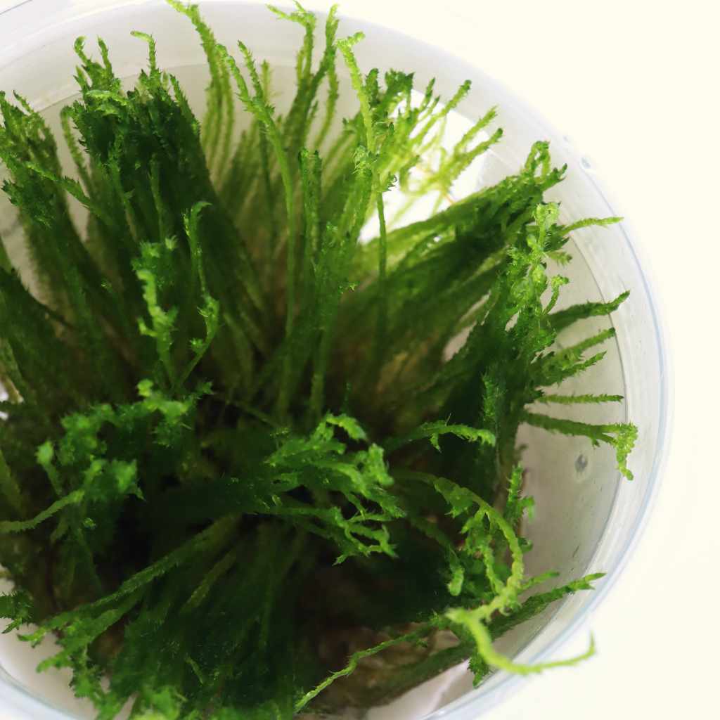 Taxiphyllum 'Spiky Moss' Tissue Culture