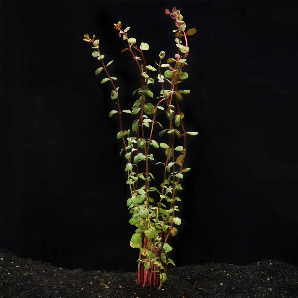 Rotala H’ra